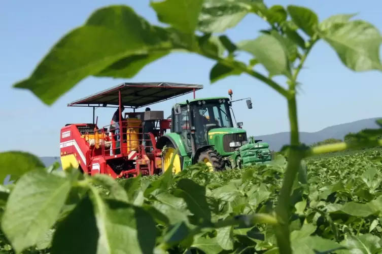 Der Kartoffelroder wird ab Ende Mai wieder auf den Feldern unterwegs sein. 