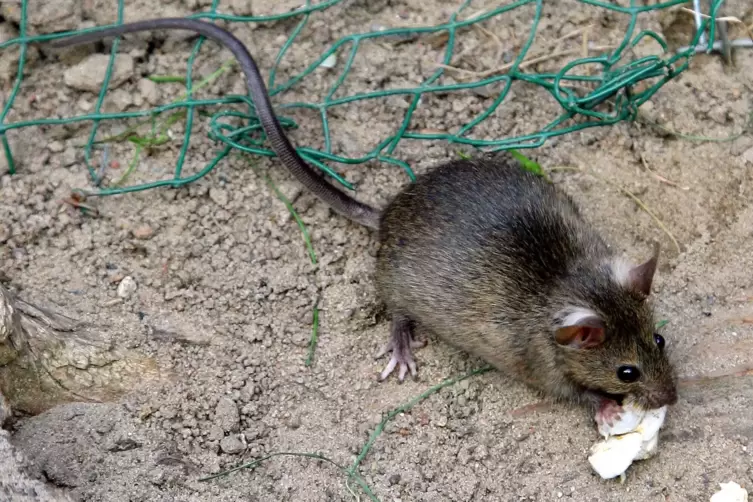 Keine gerngesehenen Gäste: Ratten. 