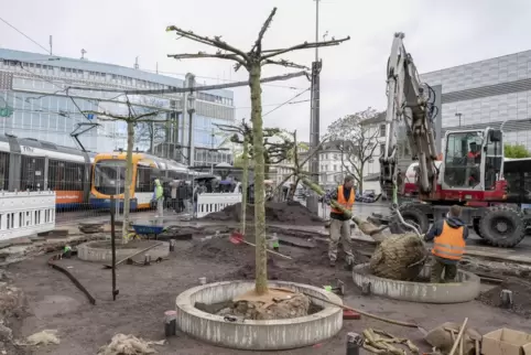 Auf dem Bismarckplatz wurden sechs Platanen gepflanzt, die künftig für mehr Schatten, Grün und Aufenthaltsqualität sorgen sollen