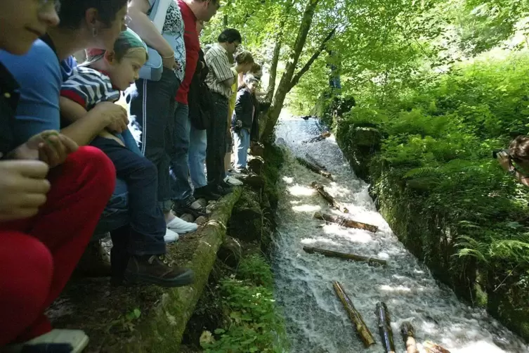 Den Rinnthaler Wald kennen viele – neben kurvenreichen Fahrten durchs Wellbachtal – vom Triftfest. Alljährlich zeigt der Forst d