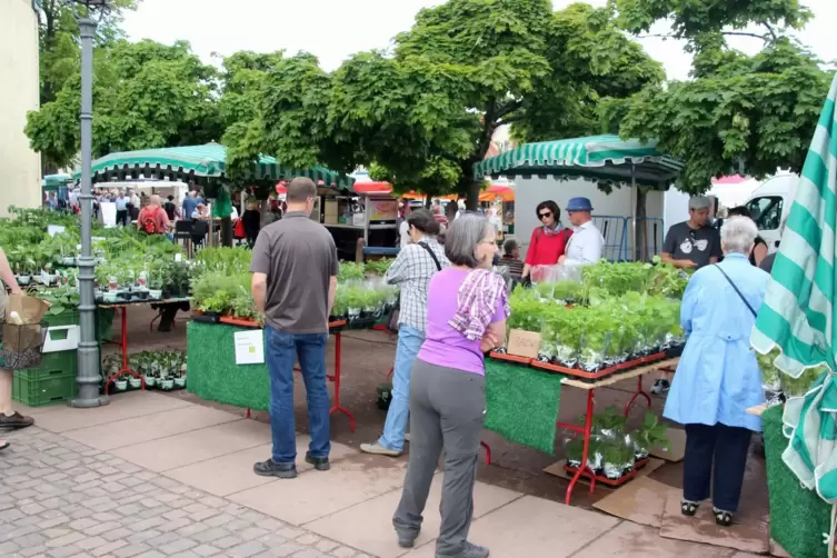 Beim Bauernmarkt: reiche Auswahl an Kräutern.