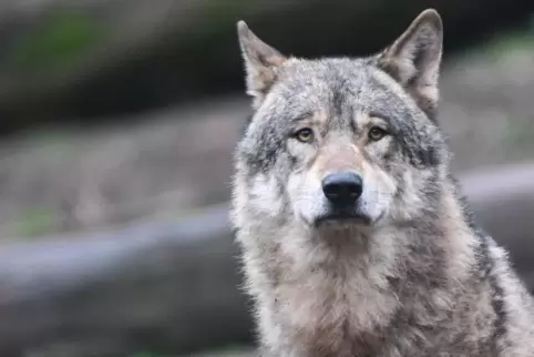 Im Kreis Kusel noch nicht gesichtet: ein Wolf.