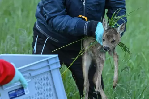 Mit einer Wärmebildkamera werden die Kitze aus der Luft entdeckt und von Helfern aus der Wiese getragen. 