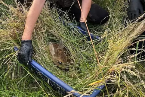 Die Überlebenschancen der Rehkitze steigen durch die Drohnenflüge.