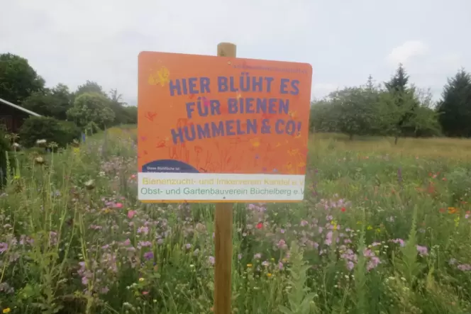 Die Bienenweide des Obst- und Gartenbauvereins.