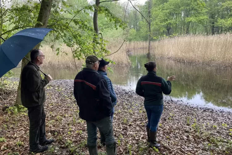 Das Biotop für die Amphibien im Hördter Auwald ist derzeit gut mit Wasser gefüllt. In der Trockenzeit soll es das Überleben des 