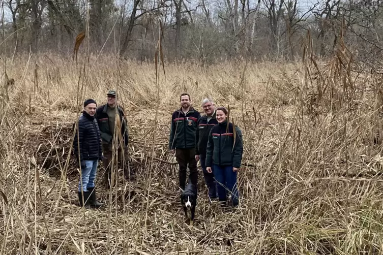 Vor rund 15 Monaten wurden Weiden gerodet und etwas tiefere Senken angelegt, damit der Moorfrosch und Co auch in trockenen Perio