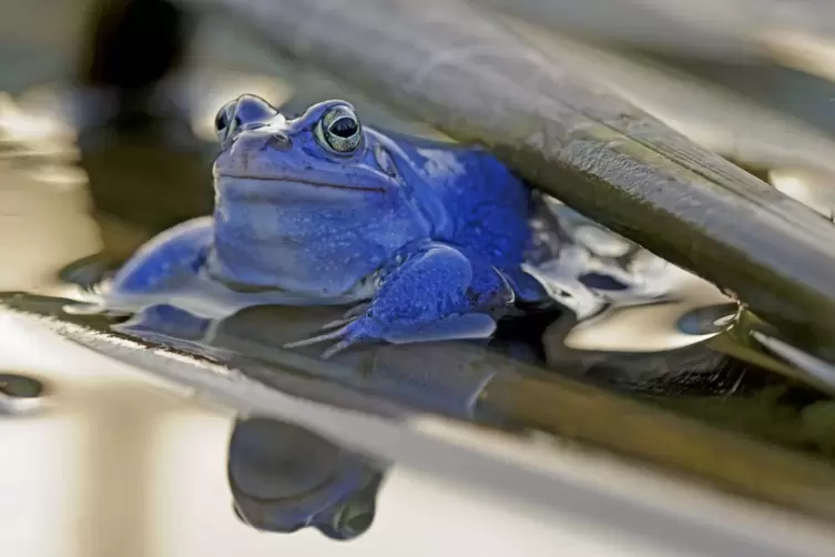 Der Moorfrosch ist eine geschützte Amphibie und hat ihren Lebensraum im Hördter Auwald. 