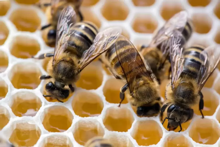 Die Amerikanische Faulbrut ist für Bienen sehr gefährlich. 