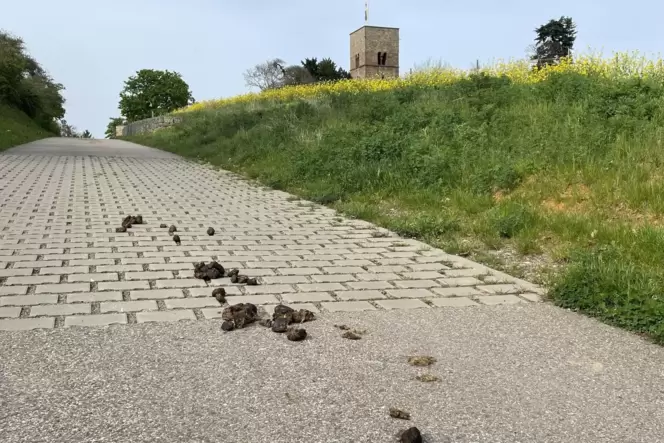 Kein schöner Anblick und ein Ärgernis : Pferdeäpfel, hier auf dem Weg zum Freinsheimer Friedhof.