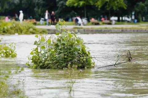 Früher trat der Rhein häufiger über die Ufer, wie hier bei Mannheim, und war wilder. 