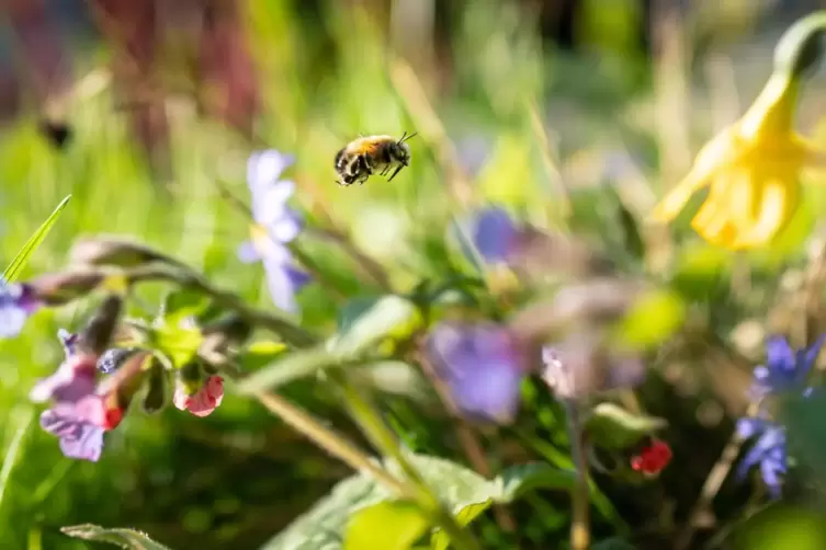 Hauptsache, es blüht und ist auch gut für Insekten. Daher setzt die Stadt auf die Umgestaltung von Gärten.