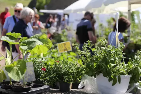 Unter anderem Kräuter, Blumen und Dekoartikel für den Garten können beim Blumen- und Kräutermarkt auf der Unterburg erworben wer