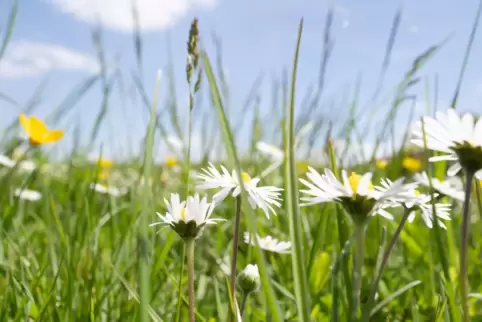 Wo nicht gemäht wird, können Blumen wachsen.