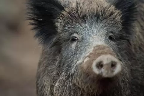 Auf der Suche nach Nahrung kommen Wildschweine auch in bewohnte Gebiete. 