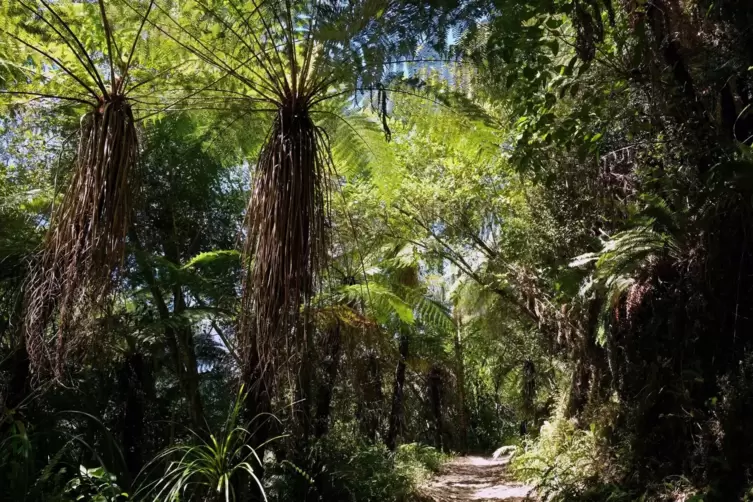 Baumfarne auf dem Heaphy Track in Neuseeland