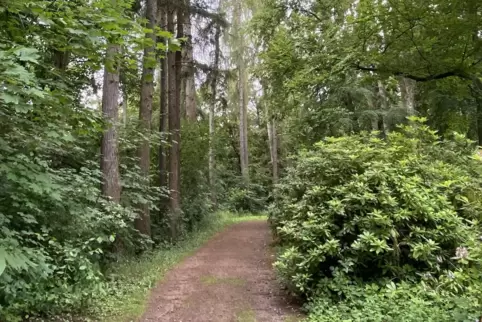 Zentral gelegen, aber sehr ruhig: Im Neufferpark lässt es sich schön spazieren, sagt Christian Lamb. 