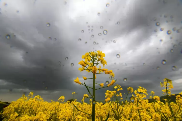 Auch in dieser Woche ist mit Wolken und Regen zu rechnen. 