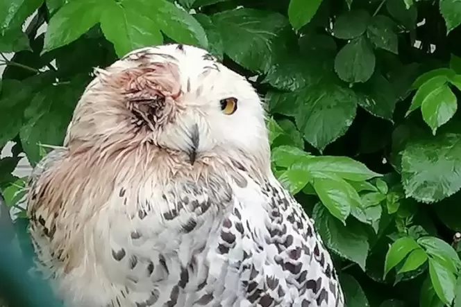 Schneeeule Smilla erlitt bei einem Einbruch eine schwere Verletzung über dem Auge.