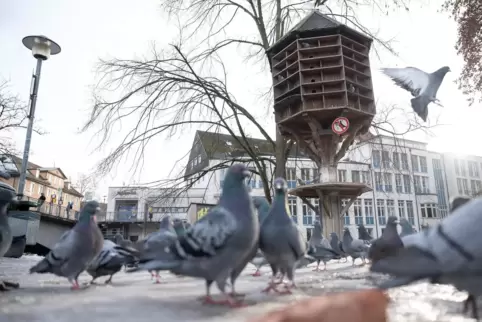 Ein Taubenschlag oder Taubenturm soll auch in Frankenthal dazu beitragen, dass sich die Tiere nicht mehr unkontrolliert vermehre