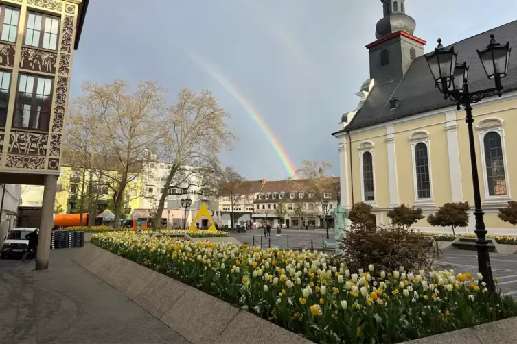 Alles muss raus: Die Stadt verschenkt die Tulpenzwiebeln vom Rathausplatz am Mittwoch ab 8 Uhr. 