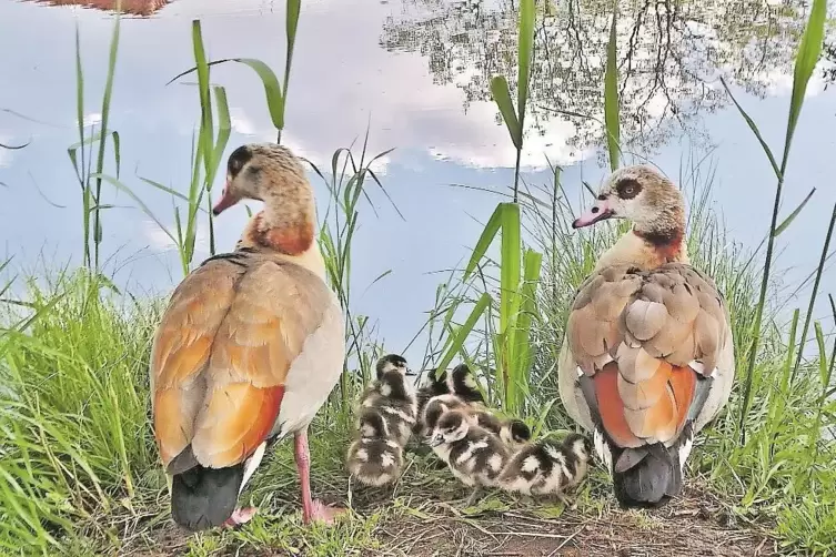 Nilgänse am Burgweiher von Friedelsheim: Ihre Jungen werden resolut verteidigt.