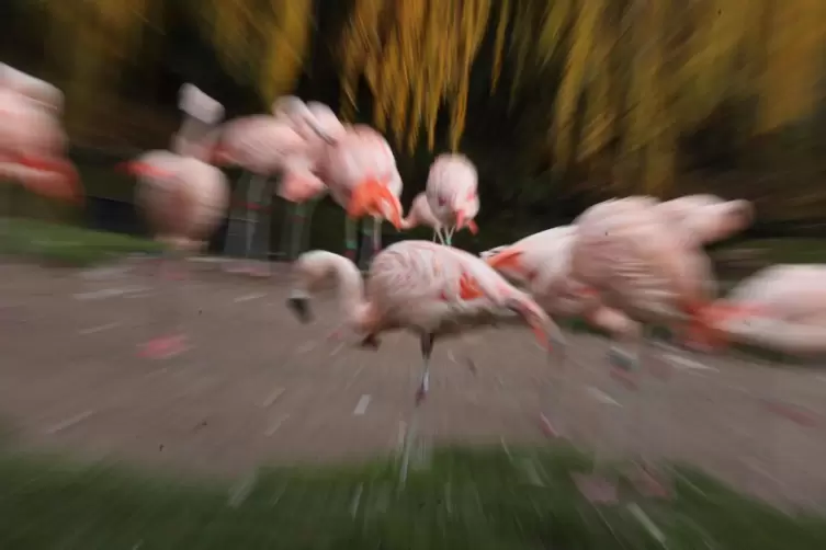 Die Anlage der Flamingos soll so alt sein wie der Zoo. 