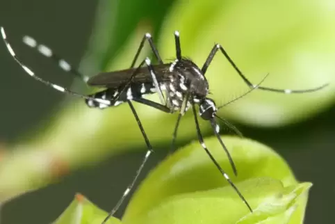 Asiatische Tigermücke: Hat das Potenzial, gefährliche Krankheiten zu übertragen. 