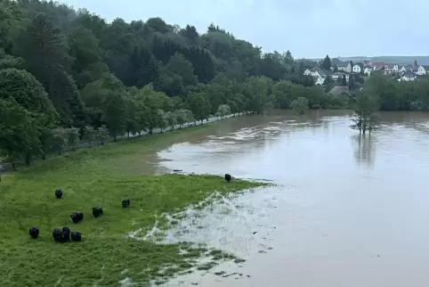 Für die Wasserbüffel habe zu keiner Zeit eine Gefahr bestanden, dass sie ertrinken. Dieses Foto enstand am vergangenen Freitag g