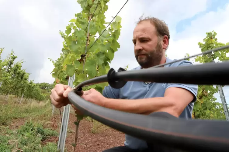 Winzer Peter Siener im Weinberg. 