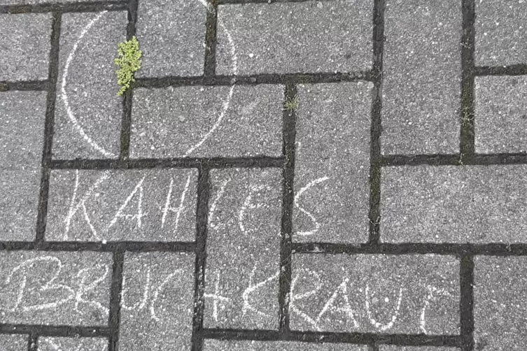 Kahles Bruchkraut wurde in der Moltkestraße gefunden. 