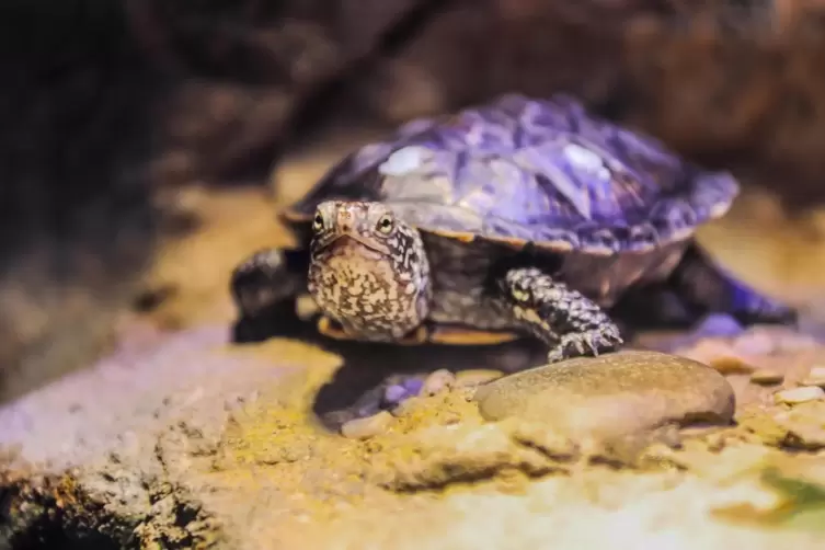 Zuchtprogramm in Speyer: Europäische Sumpfschildkröte. 