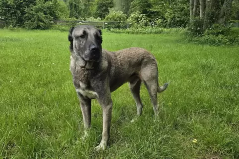 Kangal: Argo geht es schon deutlich besser. Im Tierheim bekommt er regelmäßig Auslauf. 