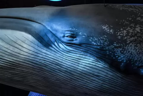 Modell eines Blauwals im Ozeaneum in Stralsund. Die antarktischen Blauwale sind die größten der drei Unterarten. Sie werden 23 b