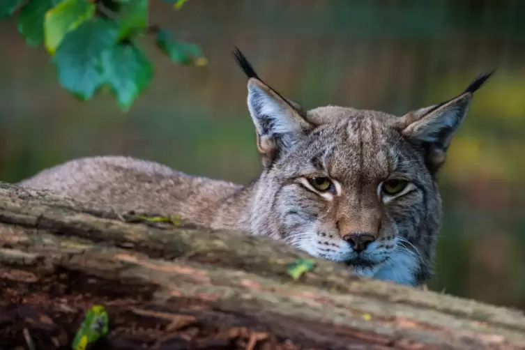 Luchse sind von Natur aus scheu. Das aus dem Kurpfalz-Park entlaufene Weibchen ist allerdings die Gegenwart von Menschen gewohnt