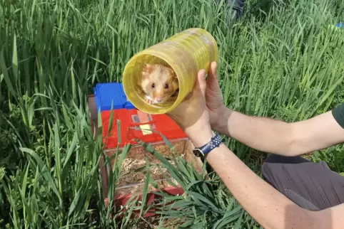 Zehn Hamster wurden auf einem Acker ausgewildert – nicht alle werden überleben.