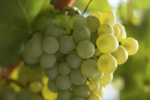 Beliebt ist der Sauvignon wegen seines wiedererkennbaren Dufts nach Limonen, Stachelbeeren und grünem Paprika und der Frische im