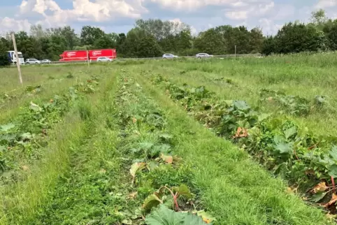 Geplündert: In großem Stil haben Diebe ein Feld abgeerntet. 