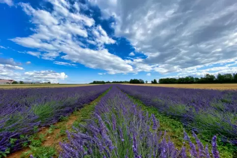 Einen „Ausflug ins Blaue“ gibt es in Grünstadt-Asselheim. Dort wird Lavendel angebaut. 