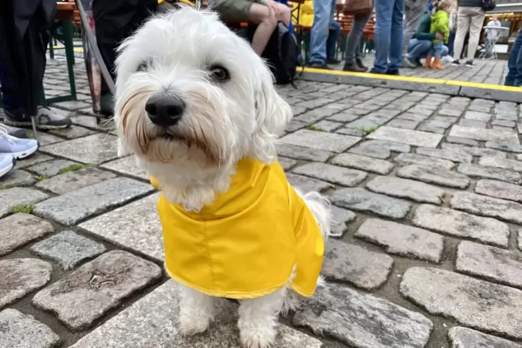 Regenmäntelchen übergeworfen und ab aufs Fest: Da ging’s den Vierbeinern wie den Zweibeinern. 