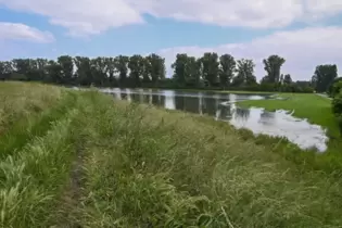 Blick vom Rheinhauptdeich Richtung Rhein. Am Montagmittag sieht dort alles noch unbedenklich aus.