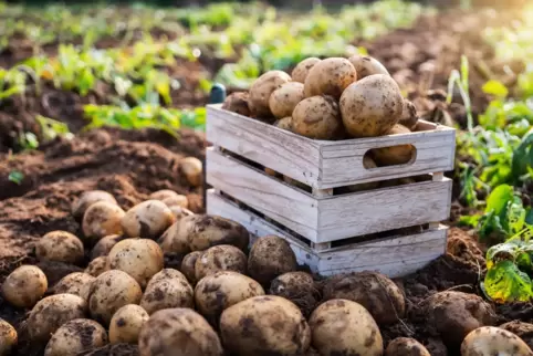 Am 11. Juni ist Saisonstart: Dann kommen Pfälzer Kartoffeln wieder frisch vom Feld in Hofläden und Marktregale.