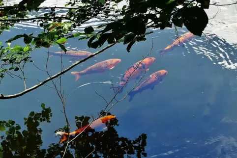 Die Kois im Isenachweiher haben sich vermehrt. 