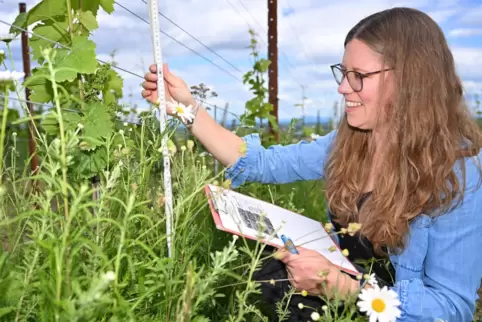 Katharina Weihbrecht misst die Wuchshöhe der Begrünungspflanzen.