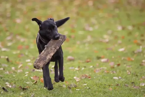 In Pirmasens gibt es Flächen, wo Hunde frei laufen dürfen, am Eisweiher, im Neufferpark, an der Fröhnstraße sowie im Alten Fried