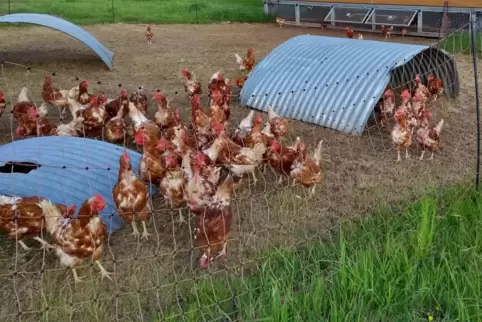 Die Hühner auf ihrer Auslauffläche, die alles andere als grün ist. 