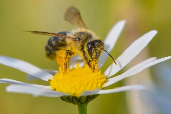 Eine Biene auf einer Blüte: Ökologisch gestaltete Grünflächen können vielen Insekten einen Lebensraum bieten.