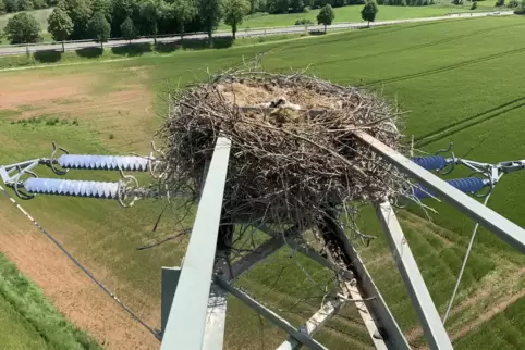 Zum wiederholten Male haben die Lohnsfelder Störche Nester auf Hochspannungsmasten errichtet. Weil es im Mai zu mehreren Stromau