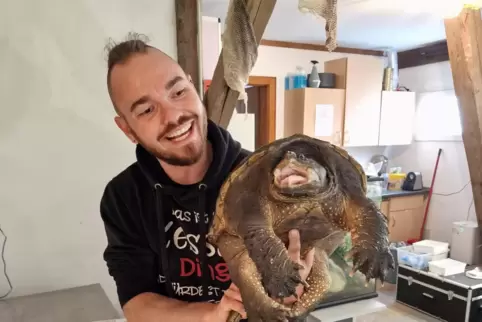 Kevin Keßler mit dem Schnappschildkröten-Weibchen.