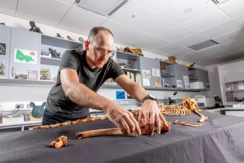 In Australien werden immer wieder Fossilien prähistorischer Tiere entdeckt. 